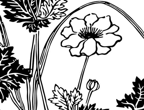 Wildflower Drawing Workshops - Shire of Mingenew